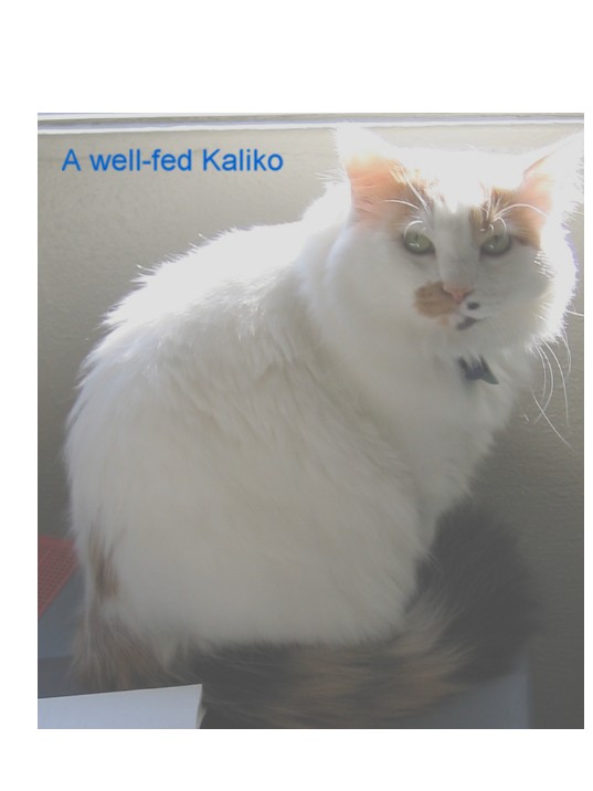 A well-fed Kaliko
