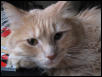 Bobo Close-up