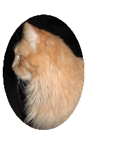 My purrfile