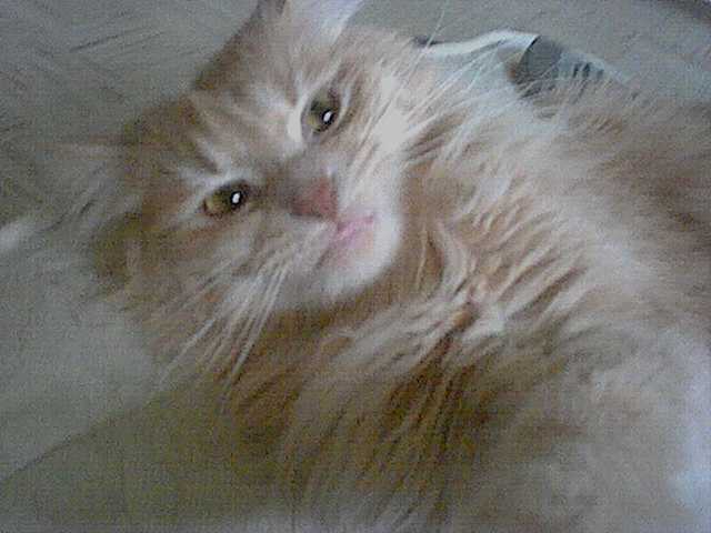 MadBobo