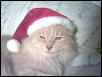Late SantaBobo