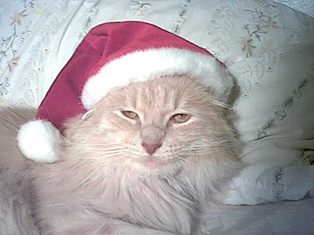 Late SantaBobo