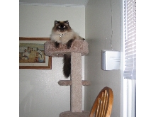 Emily on top of the tree