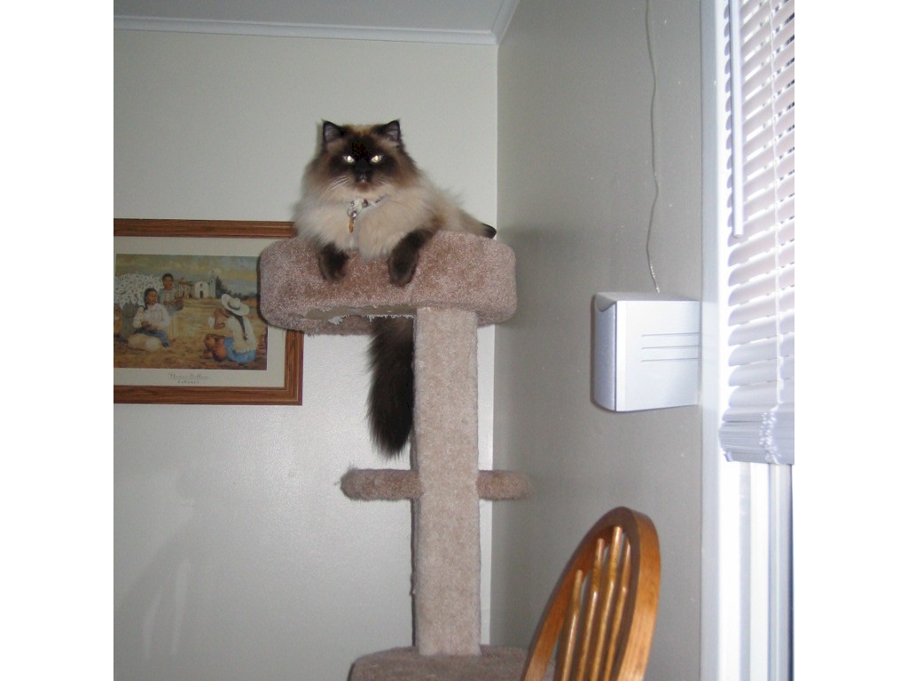 Emily on top of the tree