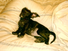 sleepy mia