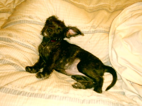 sleepy mia