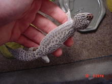 charelston shedding