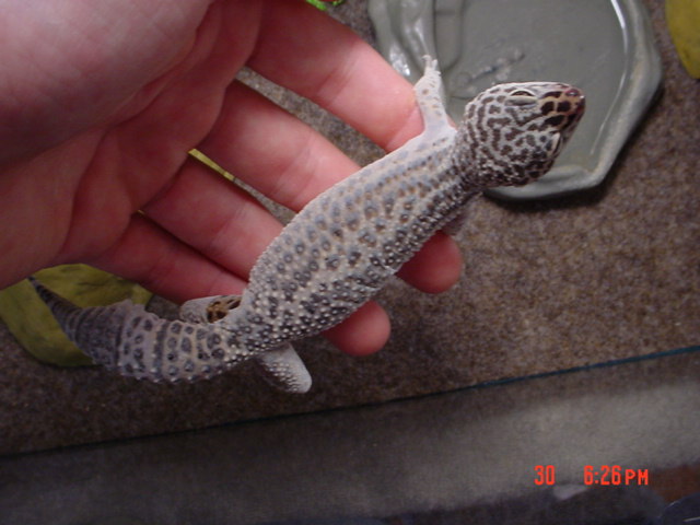 charelston shedding