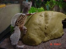charelston shedding