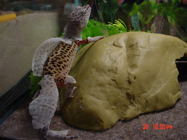 charelston shedding