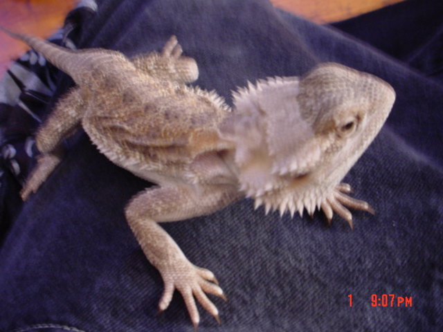 GIZMO