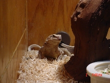 chuckwalla