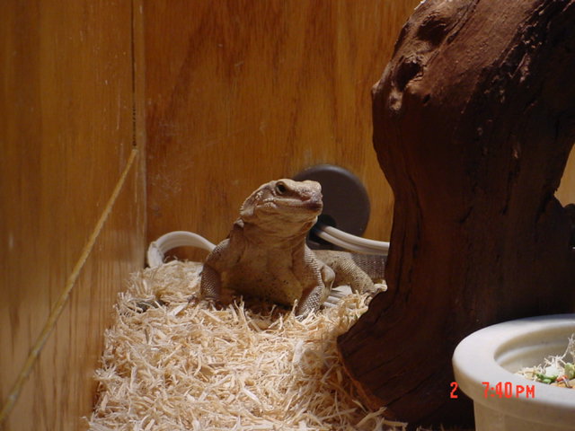 chuckwalla