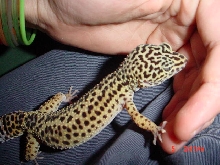 charelston shedding