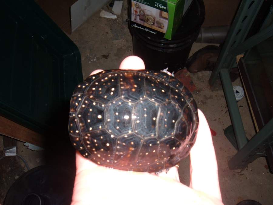 SUPER SPOT