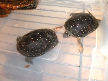 courting spotteds