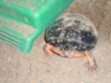 same female