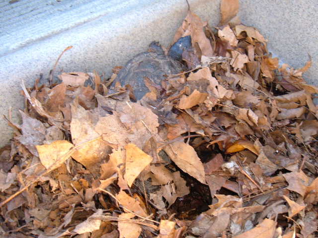 male wood