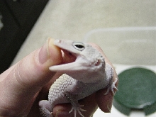 Angry Blizzard