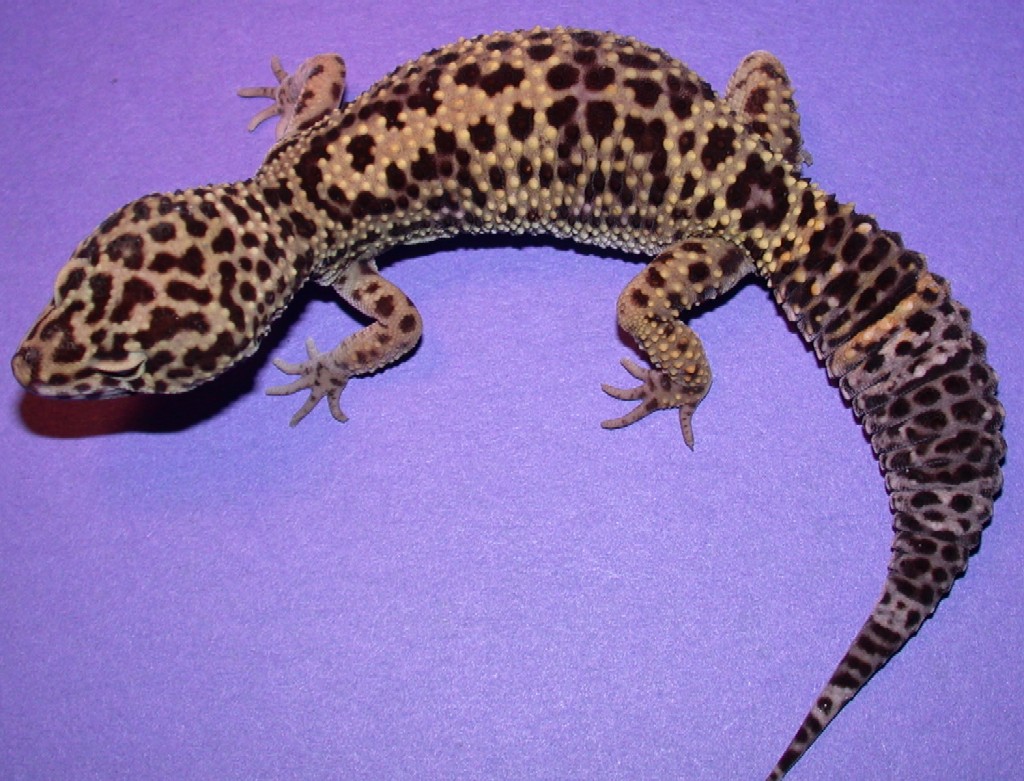 Azrial
