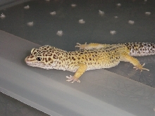 Clyde