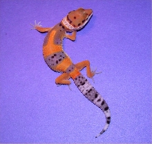 gecko1