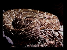 Chaco Rattler