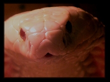 albino monacled