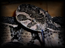 puff adder