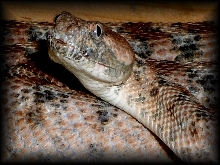 saw scaled viper