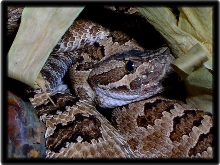 great basin rattler