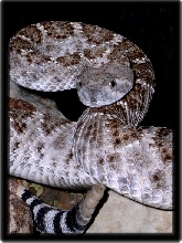 Western Diamondback