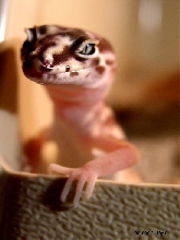 Banded Gecko