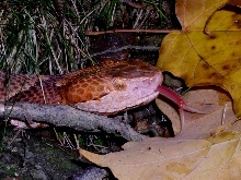 Northern copperhead