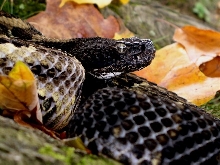 Timber Rattlesnake