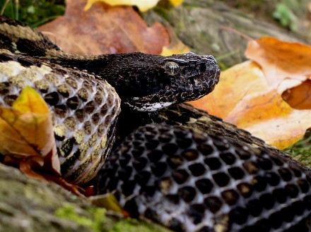 Timber Rattlesnake