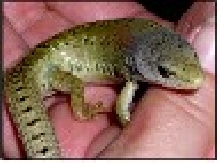 Female Shasta Alligator Lizard post birthing