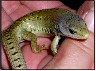 Female Shasta Alligator Lizard post birthing