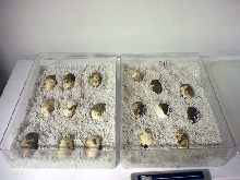 Albigularis Eggs