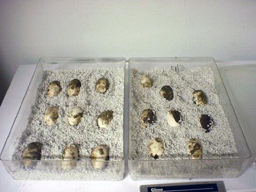 Albigularis Eggs