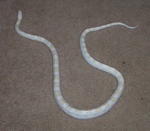 Gandalf the Snowcorn