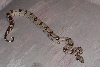 My new boa