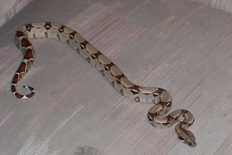 My new boa
