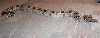 Another photo of our boa
