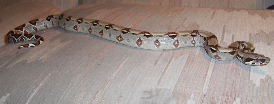 Another photo of our boa