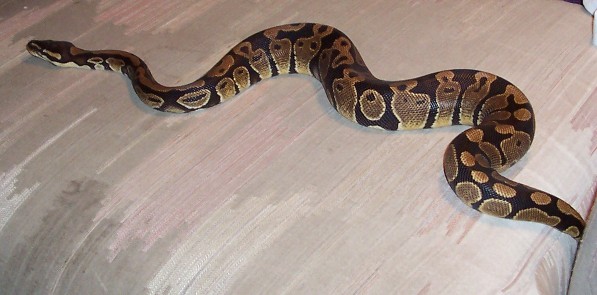 our recently adopted male ball