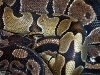 Closeup of Ball Pythons breeding