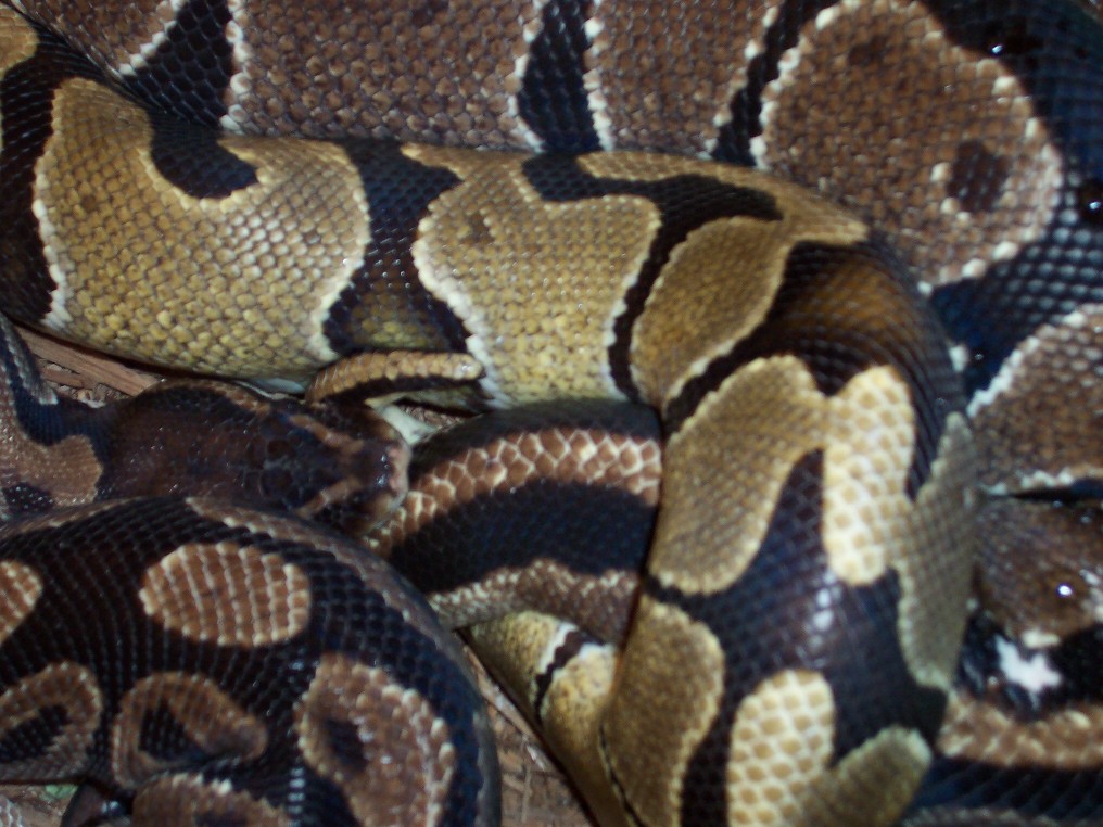 Closeup of Ball Pythons breeding