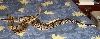 my ball pythons 1.2