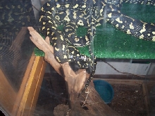 MY JUNGLE CARPETS ARE BREEDING!!!